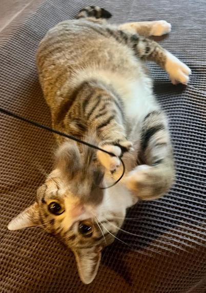 Eine getigerte Katze liegt auf einer grauen Decle und schaut in die Kamera, während sie mit den Vorderpfoten ein Spielzeug an einer Schnur festhält.