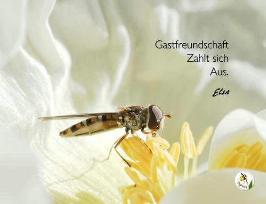 Nahaufnahme einer Biene auf den Staubbeuteln einer weißen Blüte, dazu der Text: "Gastfreundschaft zahlt sich aus."