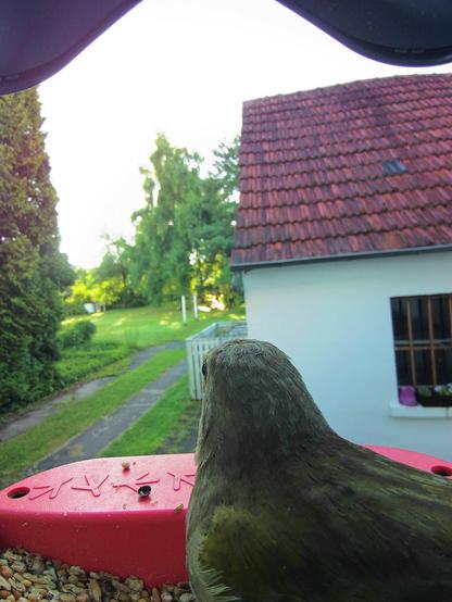 Grünfink im Futterhäuschen