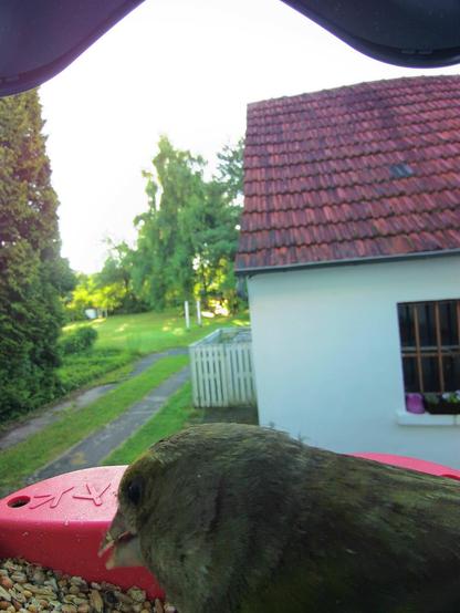 Grünfink im Futterhäuschen