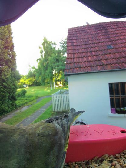 Grünfink im Futterhäuschen