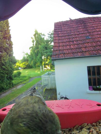 Grünfink im Futterhäuschen
