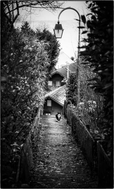 Schwarzweissfotografie im Hochformat einer schwarzweissen Katze in einer schmalen Gasse unter einer Laterne. 
