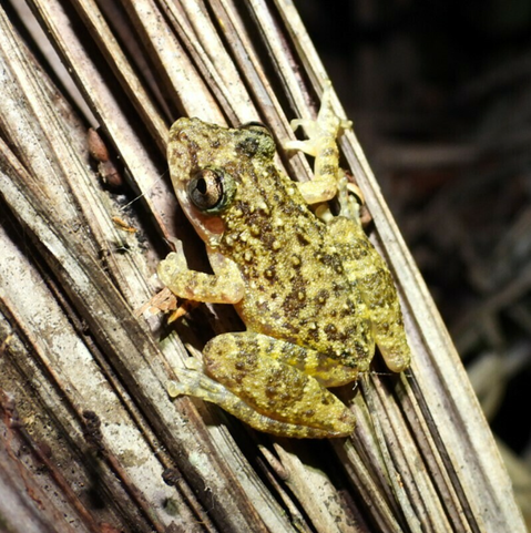 A light green with darker green stripes and a warty body clings to a wooden surface with lots of splits in it.