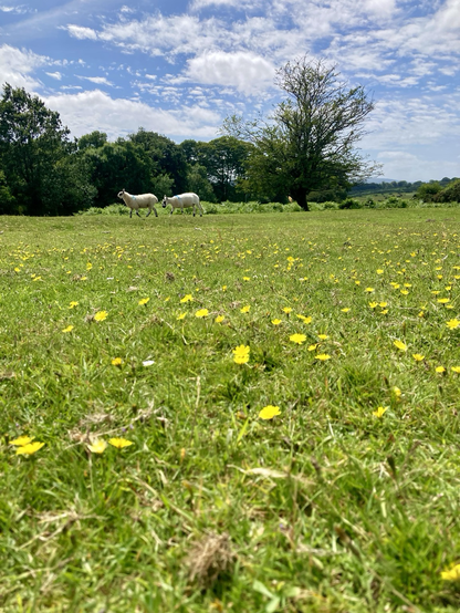 Grass with hello flower sand sheep on the top third of the photo.