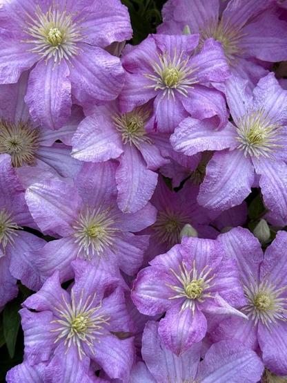 A mass of purple clematis with yellow stamens.