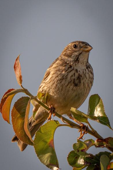 This is a close-up, frontal view of a corn bunting perched on a thin branch at the top of a tree. The bird turns to the side, revealing an eye reflecting the sun. The background is a blue sky.