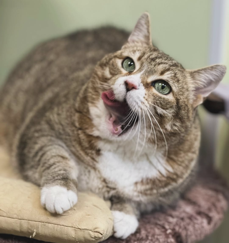  A tabby cat with striking green eyes licks its lips while lounging on a cushion.