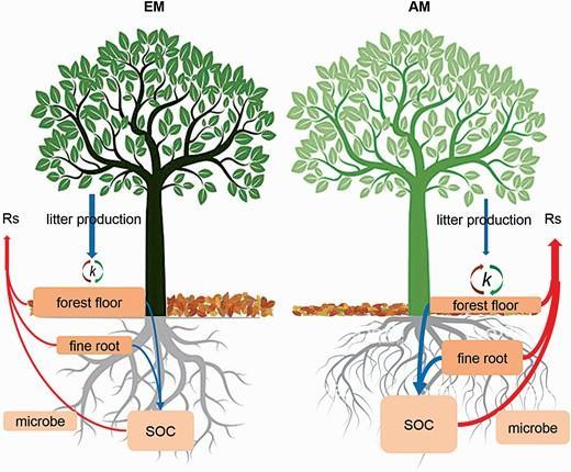 Scheme diagram of tree mycorrhizal type effect on Rs via fine root and litter dynamic in EM (left) and AM (right) stands.