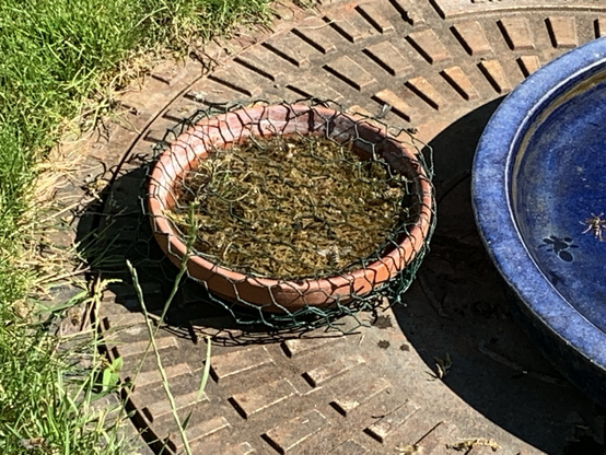 Die Bienchen sitzen auf dem Moos und trinken. 