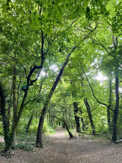 A narrow, winding path through a lush green forest lined with tall trees, their leaves creating a canopy above. Light filters softly through the foliage, illuminating the natural surroundings.