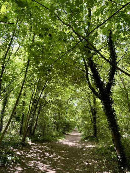 A sunlit forest pathway surrounded by lush green trees and foliage, creating a dappled light effect on the ground.