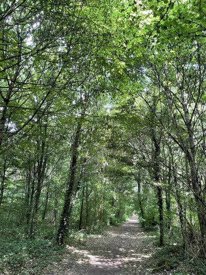 A wooded trail surrounded by tall trees and dense green foliage, with sunlight filtering through the leaves, creating a serene and inviting atmosphere. The path is earthy and partly covered with fallen leaves.