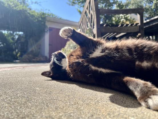 Brown tuxedo cat caught mid-roll enjoying the sun on a patio, the clear blue sky visible in the background