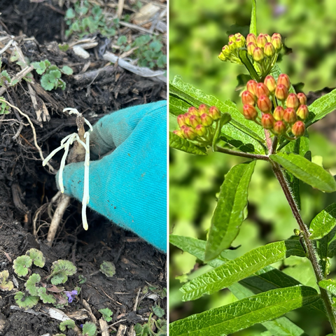 2 photos: the left side shows a small Butterfly Weed plant just beginning to sprout, being planted in the ground on April 22, 2025. The photo at right shows the same plant growing to maturity and beginning to flower on June 28, 2025. 