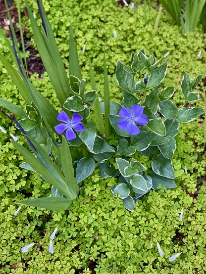 Two purple flowers among leaves from different plants