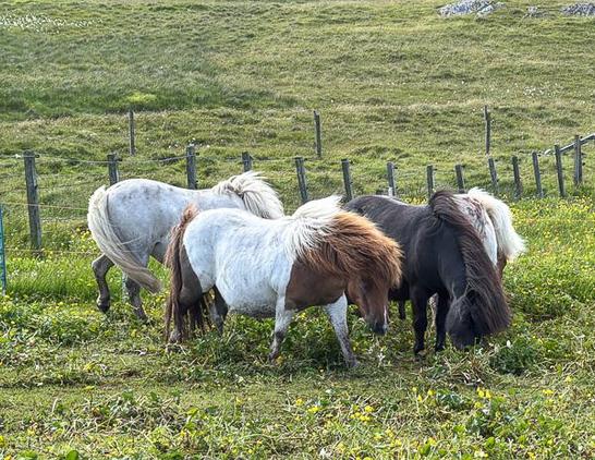 shetland ponies