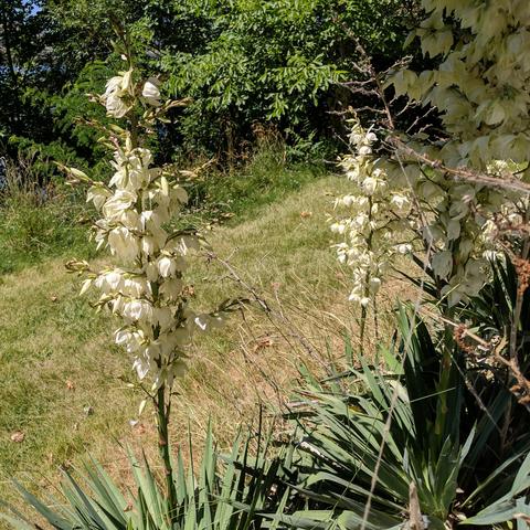 A photo of tall stalks that have lots of large white bell shaped pointy petal flowers. They are yucca plants. There is typical not watered looking lawn of the Pacific Northwest beyond them... or someone just hasn't watered the grass that grows on top of a layer of fist sized rocks enough.