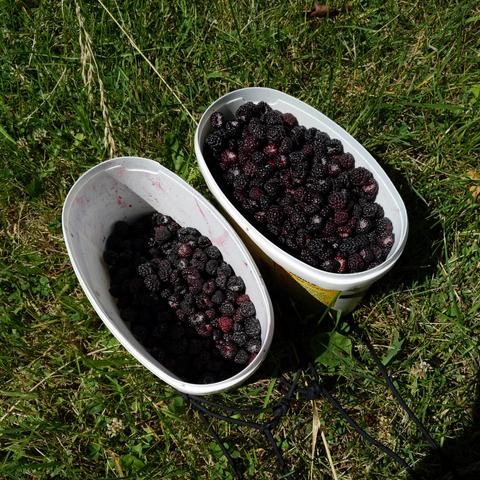 A photo showing two oval containers. One of the containers is nearly full with dark purple berries, the other is half full or more.