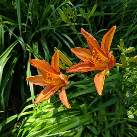 Two orange colored daylily flowers. Perhaps an apricot color. They are facing to the left.