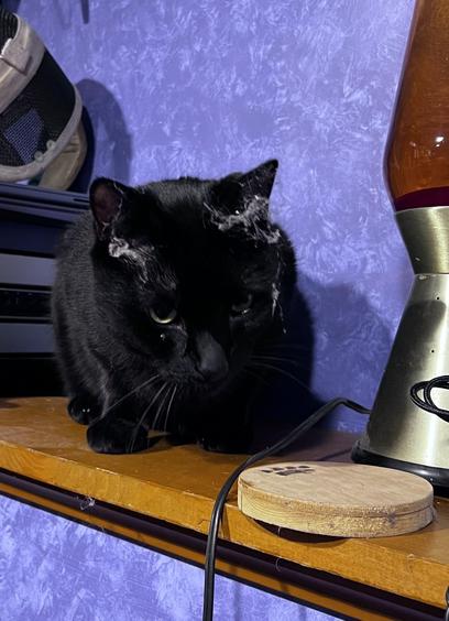 Picture of a black cat sitting on a wooden shelf next to a lava lamp. The cats face is covered in cobwebs.