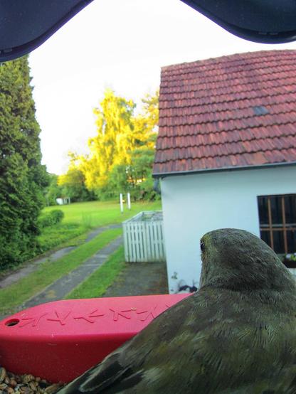 Grünfink im Futterhäuschen