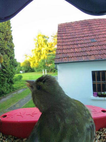 Grünfink im Futterhäuschen