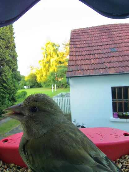 Grünfink im Futterhäuschen