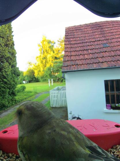 Grünfink im Futterhäuschen