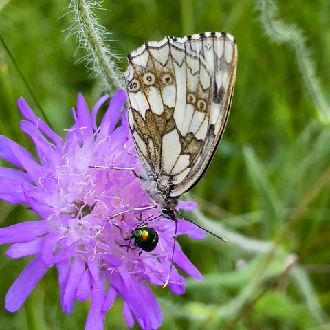 Auf violetter Kornblume sitzt Schachbrett Falter und saugt Nektar. Ein kleiner grün-metallic farbener Käfer sitzt davor und stört beim Rüsseln.