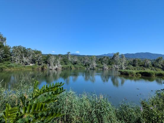Delta de la Dranse, zone protégée avec une faune sauvage très bruyante. Des milliers d'oiseaux y vivent.