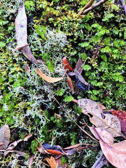Fallen gum leaves on tiny fern fronds, moss, and lichen. Dharug and Gundungurra country.