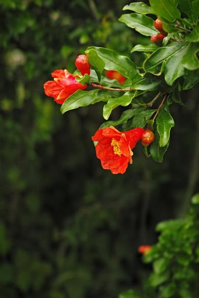 Bright red flowers of pomegranate tree.