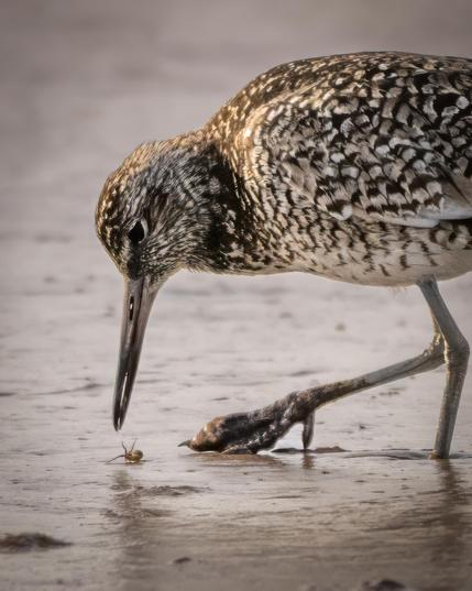 A close-up shot of a Willet leaning down to grab a bug of some sort.
