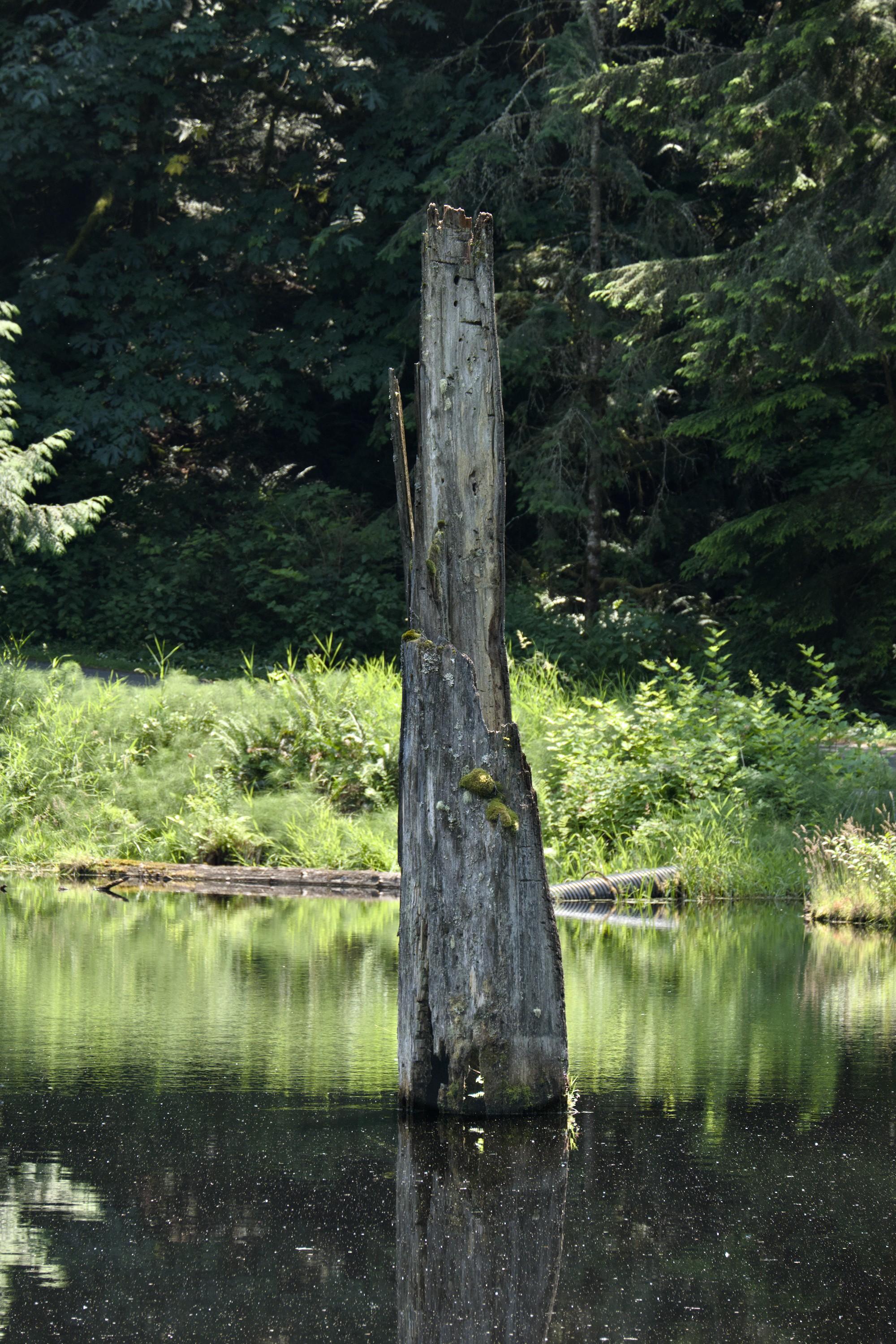 A tall (~5 meters) dry tree stump in the middle of a natural pond in a forest. A green sunlit grass is seen in the background on the other side of the pond.d