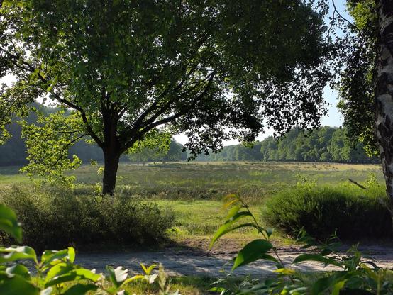 Photo of a natural area. In the front the edges of some low bushes, then a countryside road of sand, big tree a bit towards the left of the frame with sun shining from behind, behind that a scenery of different grass types and the edges of forests.