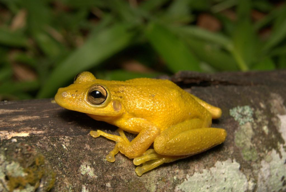 A lemon-colored frog sitting atop a piece of woord