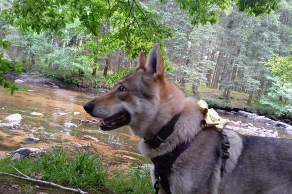 A smiling wolfdog stands on the riverbank. She is seen in profile, reddish ears pricked forward, mouth slightly open, wearing a dark harness. Behind is a shallow brown river with tree filled banks.