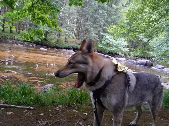 Same dog, mouth wide open mid yawn, ears flicked back. Jaws stretched so wide she looks like a hyena. Her wet grey body fur and thin plastered legs after swimming earlier.