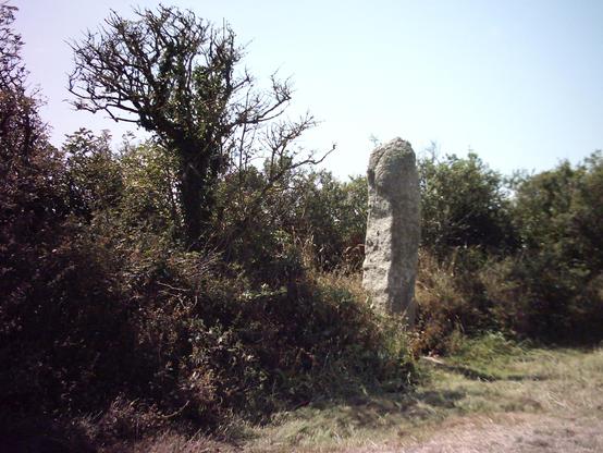 Colour photo of the 3.2m or 10.5 ft tall prehistoric standing stone on Gûn Rith in West Penwith, Cornwall. The stone fell and was re-erected in 2003 and stands against a relatively low stone hedge. The Merry Maidens stone circle is in a field on the other side of the road, but cannot be seen in this photo. A typically stunted West Penwith tree stands just to its left. The sky is pale blue and cloudless.