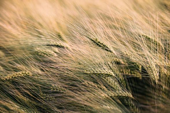 Close-up of a golden barley field with long, feathery awns catching the sunlight. The image captures the soft movement and density of the ripening grain heads swaying in the breeze.

