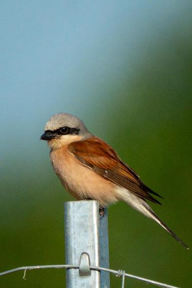 This side view shows a male red-backed shrike perched on top of a metal fence post, with part of the wire fence visible below. The background consists of blurred green vegetation and a blue sky.