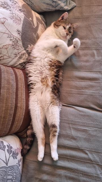 English A tabby cat is stretching on a couch and showing her belly.
Français Un chat tabby s'étire sur un canapé en montrant son ventre.