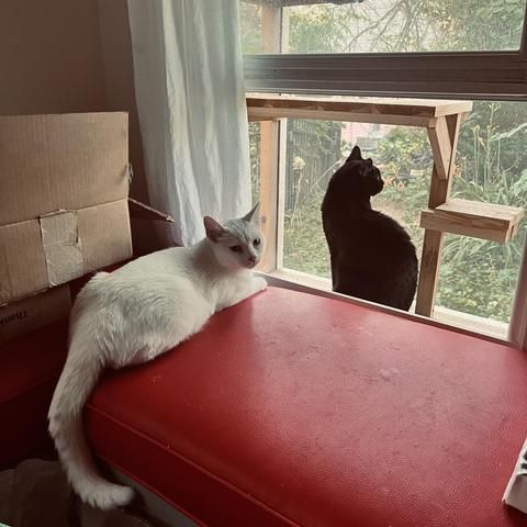 a white cat and a black cat lounge around an open window to a catio. The black cat looks over his shoulder and the white cat looks at us