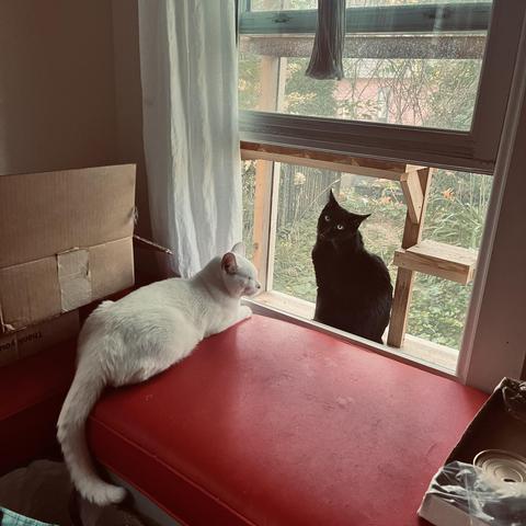 a white cat and a black cat lounge around an open window to a catio. The black cat looks at us