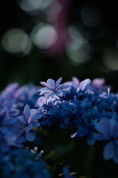 Close-up of delicate blue flowers with soft petals, illuminated against a blurred, dark background.