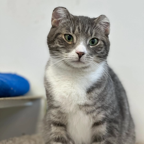 The image shows a short-haired cat with grey tabby markings and a white chest and belly. The cat has green eyes and a pink nose. 