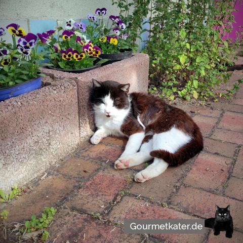 Kater auf Hof