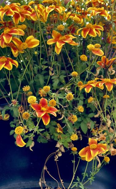 Yellow orange red flowers