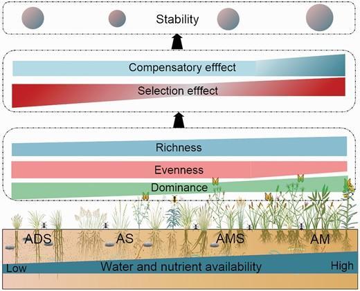 A schematic diagram of underlying stability mechanisms in the studied alpine grasslands.